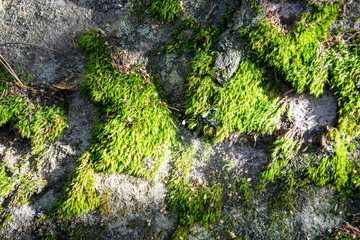 Bright green moss on stones in a dense forest, for background