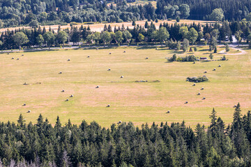 Hay bales on the field after harvest, top view