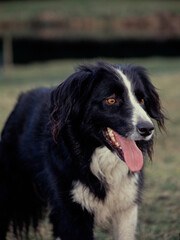 Fototapeta premium Border Collie in field