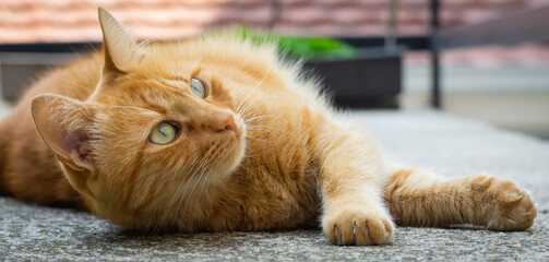Orange tabby cat with green eyes lying on the ground looking up