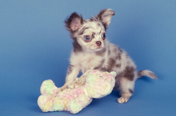 Fototapeta na wymiar Chihuahua puppy on blue background with stuffed animal