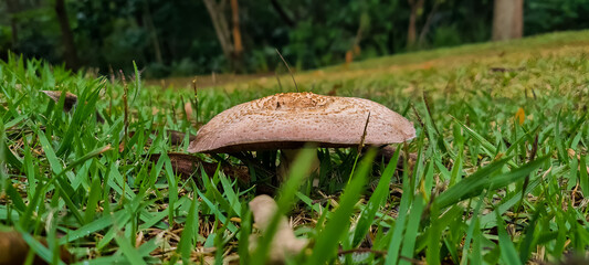 Wild mushroom on the grass. Macro photography.