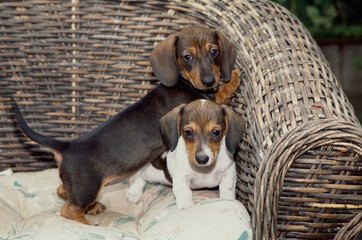 Dachshund puppies in chair