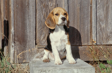 Beagle sitting outside near wooden shed door
