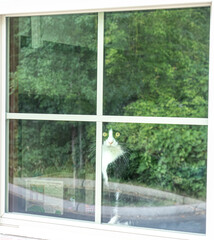green trees reflect in a window as a cat with bright eyes looks out