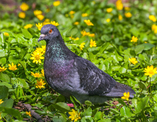 Adult, blue pigeon in the park on the grass close-up on a sunny day. A pigeon on the grass in the park on a spring day. Animals and birds in an urban environment. Nature.
