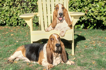 Two Basset Hounds sitting by yellow Adirondack chair outside in front of bushes