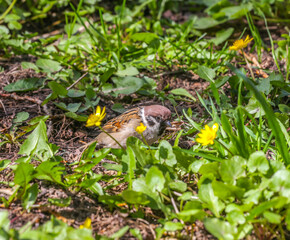 Sparrow in the park on the grass close-up on a sunny day. A sparrow on the grass in the park on a spring day. Animals and birds in an urban environment. Nature.