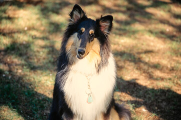 Fototapeta premium Collie in field
