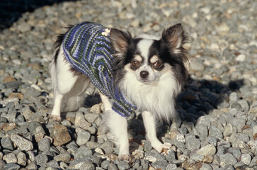 Fototapeta premium Chihuahua in sweater in rocks