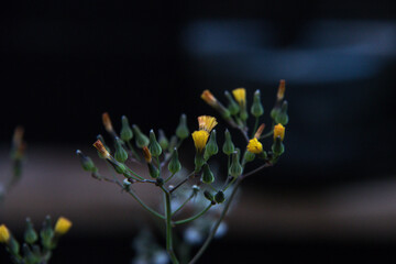 flower in the garden