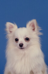 Chihuahua on blue background