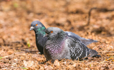 Pigeons in the park sit on the ground on a spring day. A couple of pigeons in the park. Pigeons on the ground in the park blurred background.