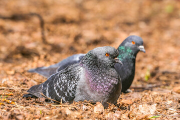 Pigeons in the park sit on the ground on a spring day. A couple of pigeons in the park. Pigeons on the ground in the park blurred background.