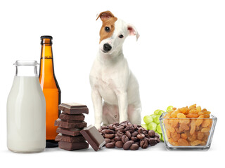 Cute Jack Russel Terrier and group of different products toxic for dog on white background