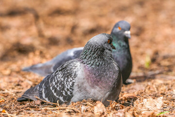 Pigeons in the park sit on the ground on a spring day. A couple of pigeons in the park. Pigeons on the ground in the park blurred background.
