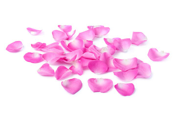 Many pink rose petals on white background