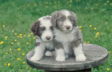 Two Bearded Collie puppies sitting on wooden rope spool outside in grass