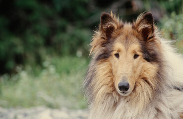 Collie on rocks