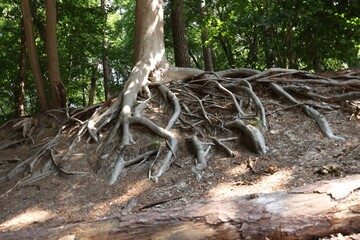 Tree roots visible through ground in forest