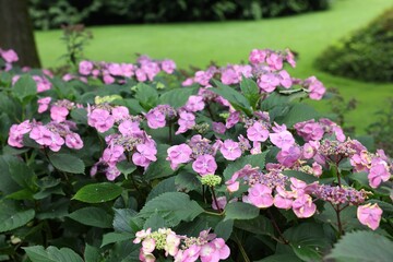 Beautiful blooming hydrangeas in garden. Landscape design