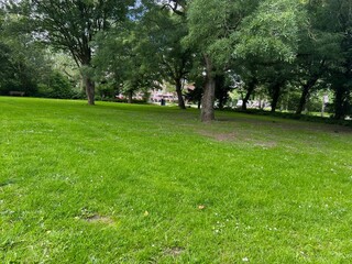 Beautiful view of green lawn and trees in park