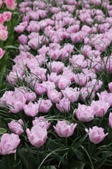 Beautiful tulip flowers growing outdoors, closeup. Spring season
