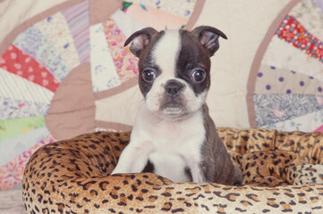 Boston Terrier puppy on dog bed