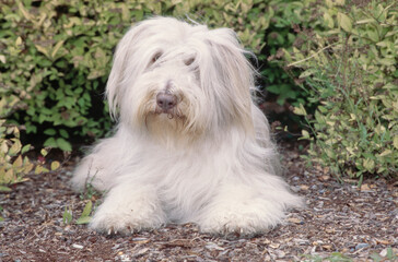 Bearded Collie laying outside in garden