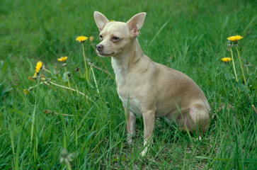 Chihuahua sitting in field with dandelions