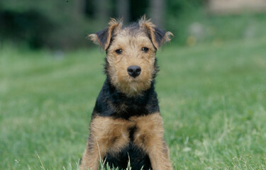 Welsh Terrier in grass