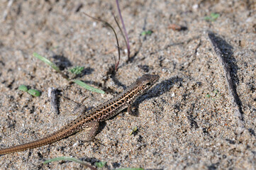 The snake-eyed lizard (Ophisops elegans), endemic to the Mediterranean region and Central Asia