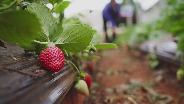 Morango fruta - moranguinho