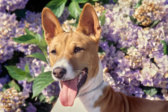 Basenji face with tongue out in front of light purple flowers outside
