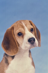 Beagle puppy face in front of light blue background