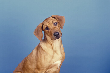 Young Rhodesian Ridgeback in front of blue background