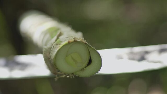 Planta&ccedil;&atilde;o de palmito ou pupunha, palmeiras
