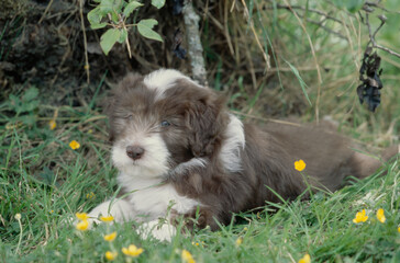 Bearded Collie puppy sitting in grass outside with yellow flowers