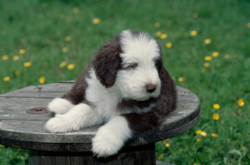 Fototapeta premium Bearded Collie puppy laying on wooden rope spool outside in grass