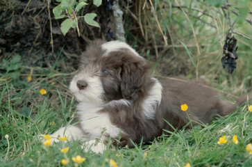 Bearded Collie puppy sitting in grass outside with yellow flowers