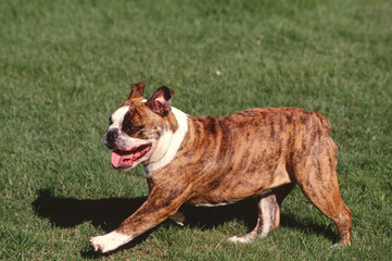 English Bulldog running in grass field