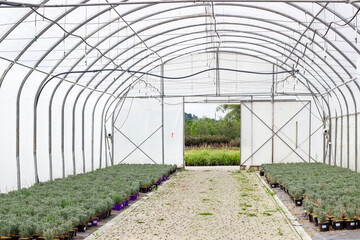 Fototapeta premium greenhouse for growing lavender seedlings. seedlings of lavender. lavender seedlings in pots.