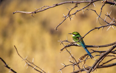 Swallow-tailed bee-eater perched on a branch in the African wilderness