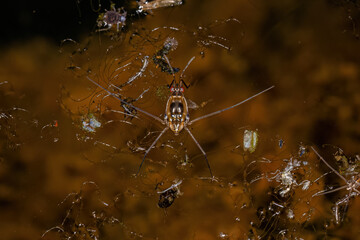 Typical Water Strider