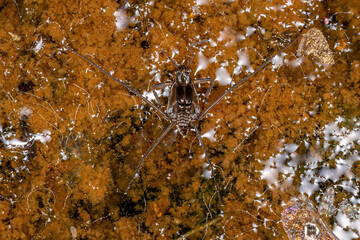 Typical Water Strider