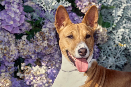 Basenji face with tongue out in front of light purple flowers