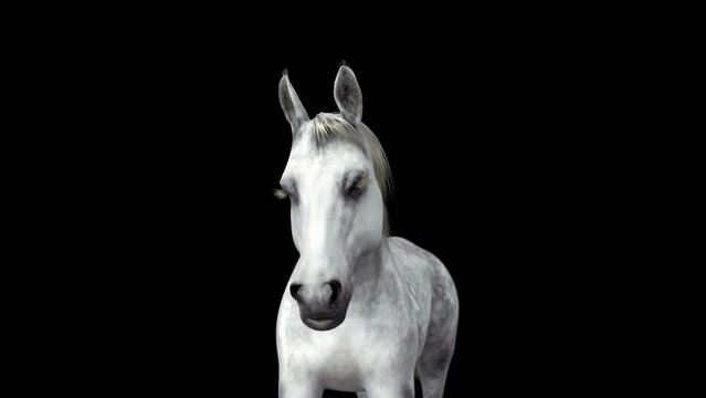 White Horse bends down then comes up and shakes his head. ALPHA Channel and Luma matte. ProRes 12bit mov 4444. 3d render Seamless loop video
