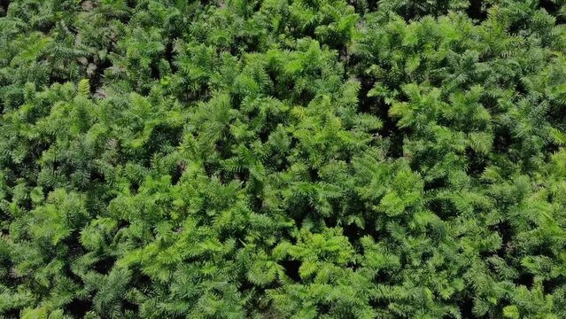 Planta&ccedil;&atilde;o de palmito ou pupunha, voo com drone por sobre as palmeiras.
