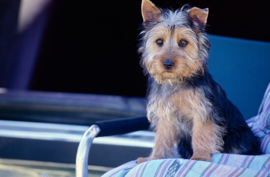 Silky Terrier Puppy Sitting On Camping Chair In Shade