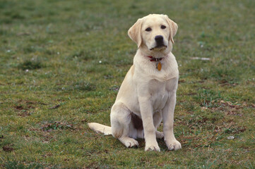 Lab sitting in field looking at camera